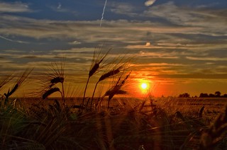 Sonnenungergang im Gerstenfeld - sunset in the barley field