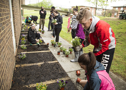 Art Appreciation Students Plant Pansies Around Parker Hall