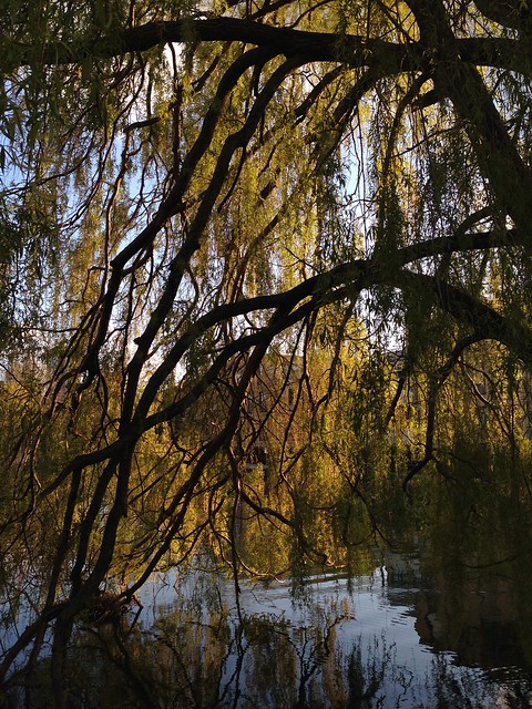 Willow weeping golden tears in the evening sun