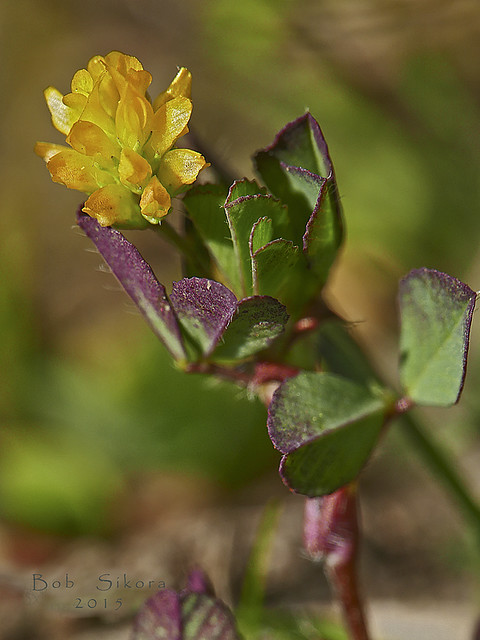 Trifolium dubium_Shamrock_1371