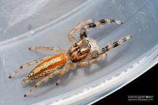 Jumping spider (Psecas sp.) - DSC_7997