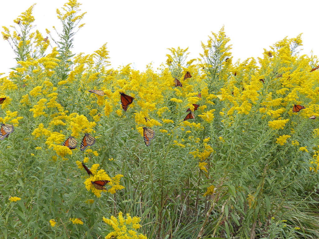 Monarchs on Goldenrod