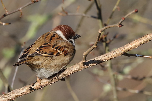 Male Eurasian Tree Sparrow (Passer montanus) back view