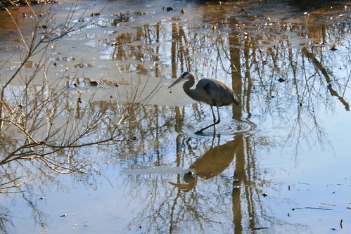 greatblueheron governmentisland aquia stafford virginia usa unitedstates northamerica nature landscape heron water aquatic bird hegre