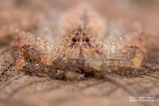 Huntsman spider (Heteropoda sp.) - ESC_0274