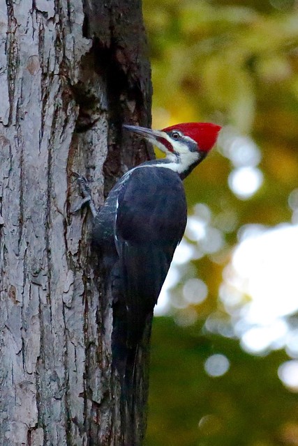 Woodpecker at Mont Royal