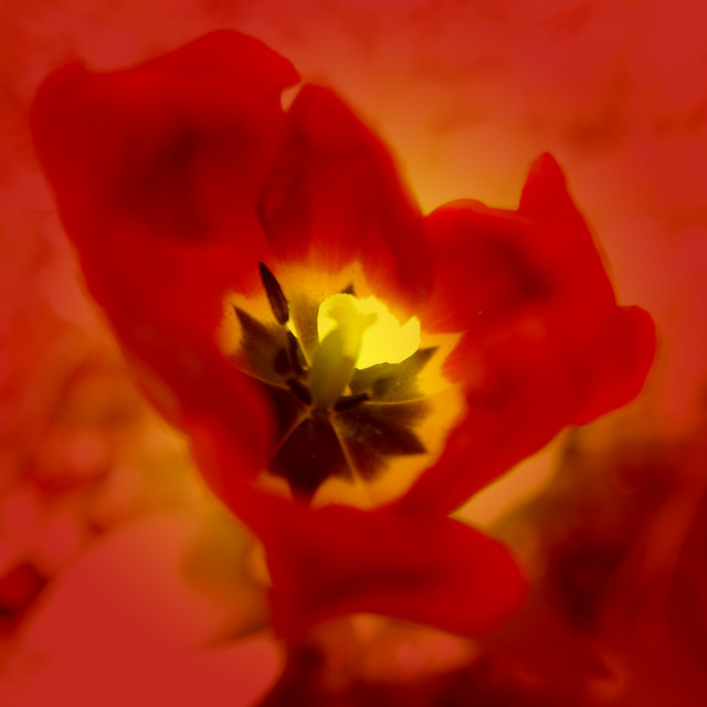 Flickriver: Photoset 'Floral' by Jerome Mercier