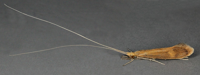 Adicella reducta, Leptoceridae, North Wales, June 2013