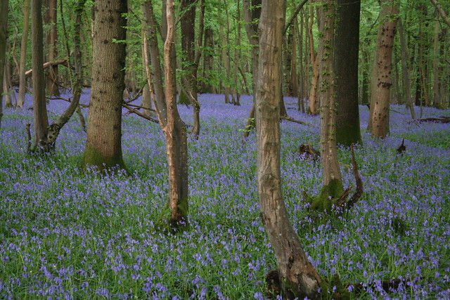 Bluebells Burgh Wood
