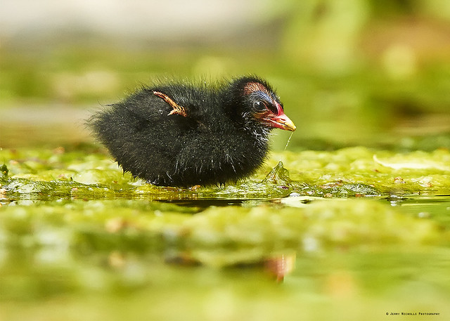 Moorhen chick