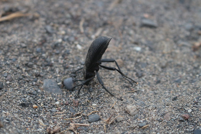 A darkling beetle does his morning yoga