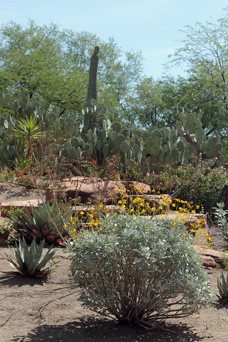 136 | Ethel M Botanical Cactus Gardens, Henderson, NV | Christine ...