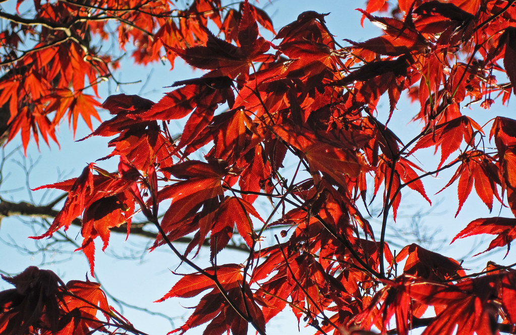 Acer palmatum (Japanese maple tree) (Newark, Ohio, USA) 3