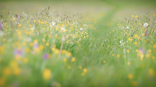 morning wild orchid flower green field grass buttercup bokeh path sony meadow ranunculus 135 buttercups orchis morio stf greenwinged acris boynes worcestershirewildlifetrust
