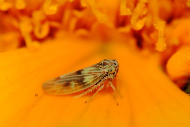 Fmanta | Flickr