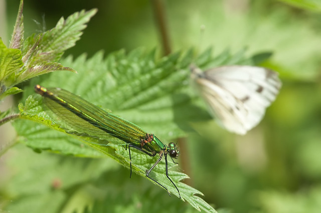 damselfly and white butterfly on nettles