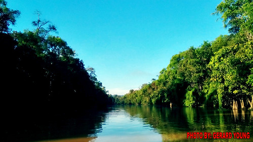 nature forest river virgin jungle malaysia sabah tanjung