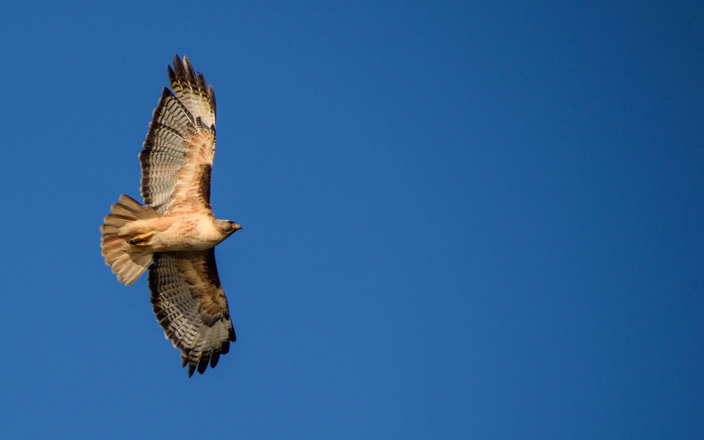 Hawk in flight