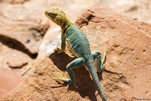 uploadedviaflickrqcom lizard wildlife rocks desert dominguezcanyon grandjunction colorado canonrebelt4i unitedstates america usa