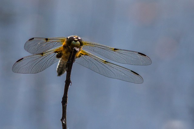 1 Four Spotted Chaser