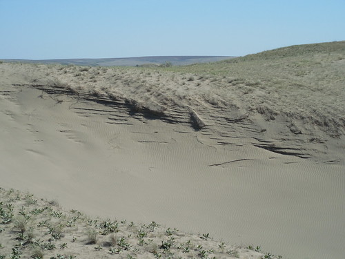 Sand in the Juniper Dunes Wilderness | by adventures_with_martin