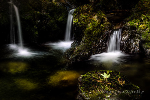 ca canada motion water river landscape waterfall whitewater outdoor britishcolumbia environmental serene ferns movingwater nilecreek