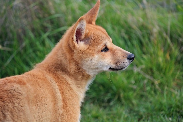 Dingo Pup