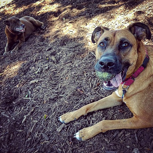 Osmond and Jamie #happydogs #puppyenergy #puppiesofinstagram #ridgeback #ridgebackmix #puppylove #puppy #dogsofinstagram #petsofinstagram #instadog #dogstagram | by kentopolis