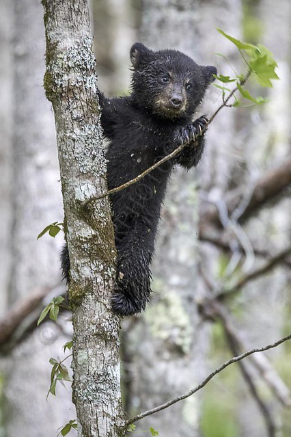 Cub in a tree