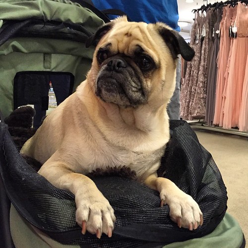 Puppy on patrol! Met Tank inside the formal gowns department at Macy's in #SanDiego Fashion Valley #dogstagram