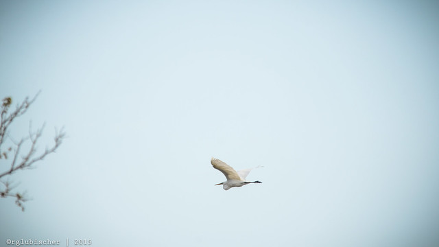 Birds of Sandy Hook - Great Egret - 2
