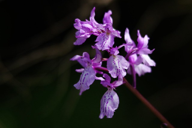 IMGP8731 Mountain Orchid, Levada Encumeada, Madeira, May 2015