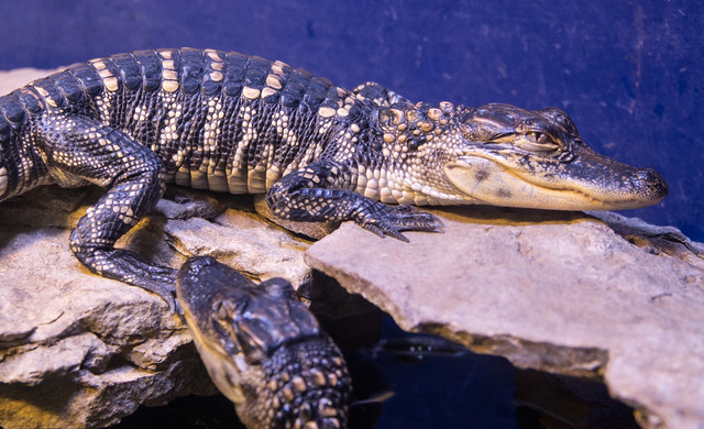Juvenile American Alligators (Alligator mississipiensis)