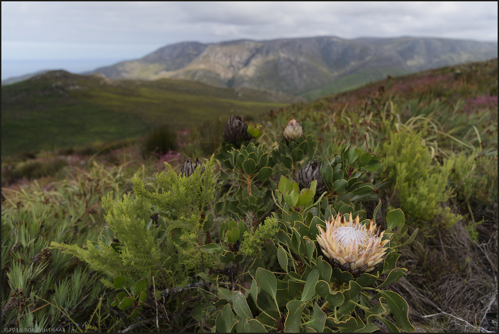 Protea habitat