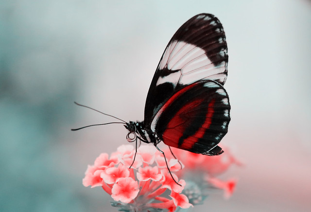 Butterfly Dream...