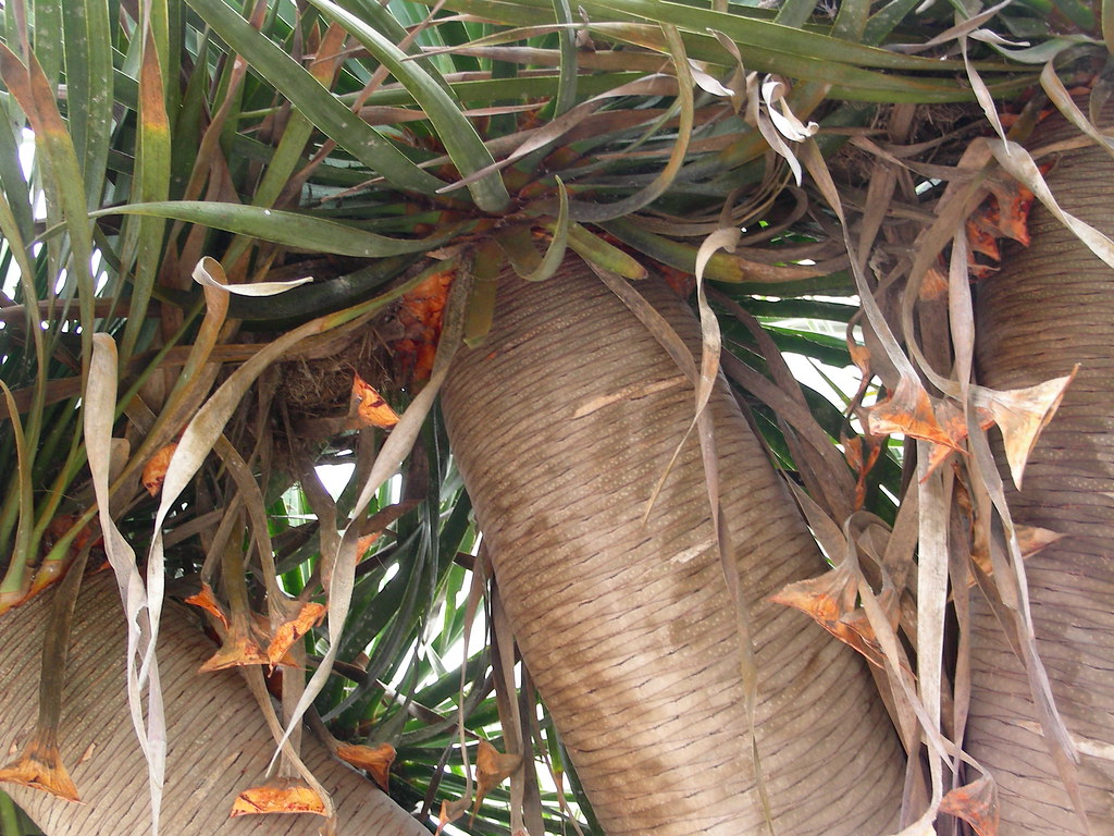 Swakopmund, Palme im Garten des Woermannhauses