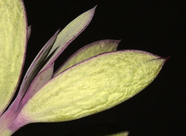 Propeller plant (Senecio crassissimus)