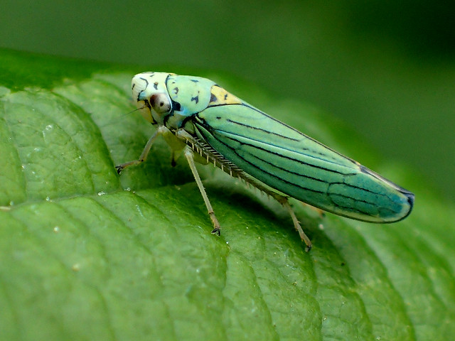 Blue-green Sharpshooter - Graphocephala atropunctata