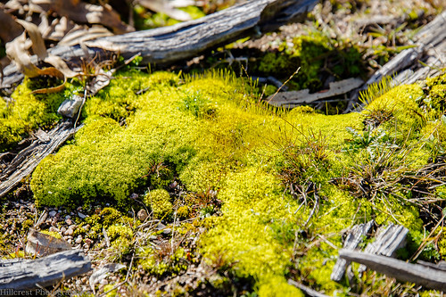 green moss soft fresh clean damp