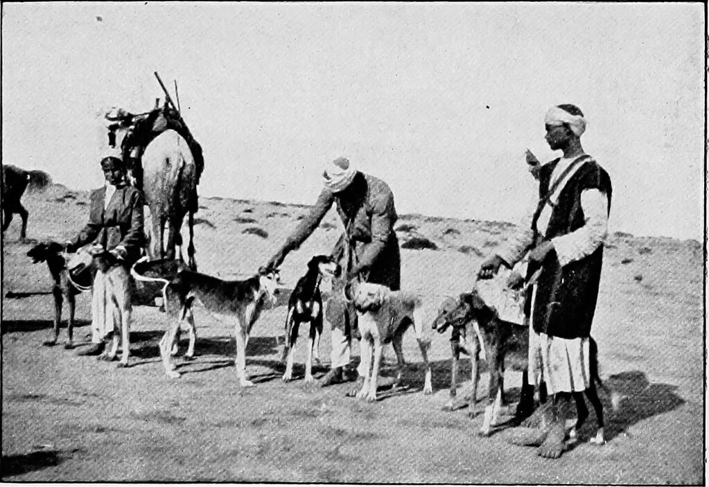 Image from page 24 of "The new book of the dog; a comprehe… | Flickr