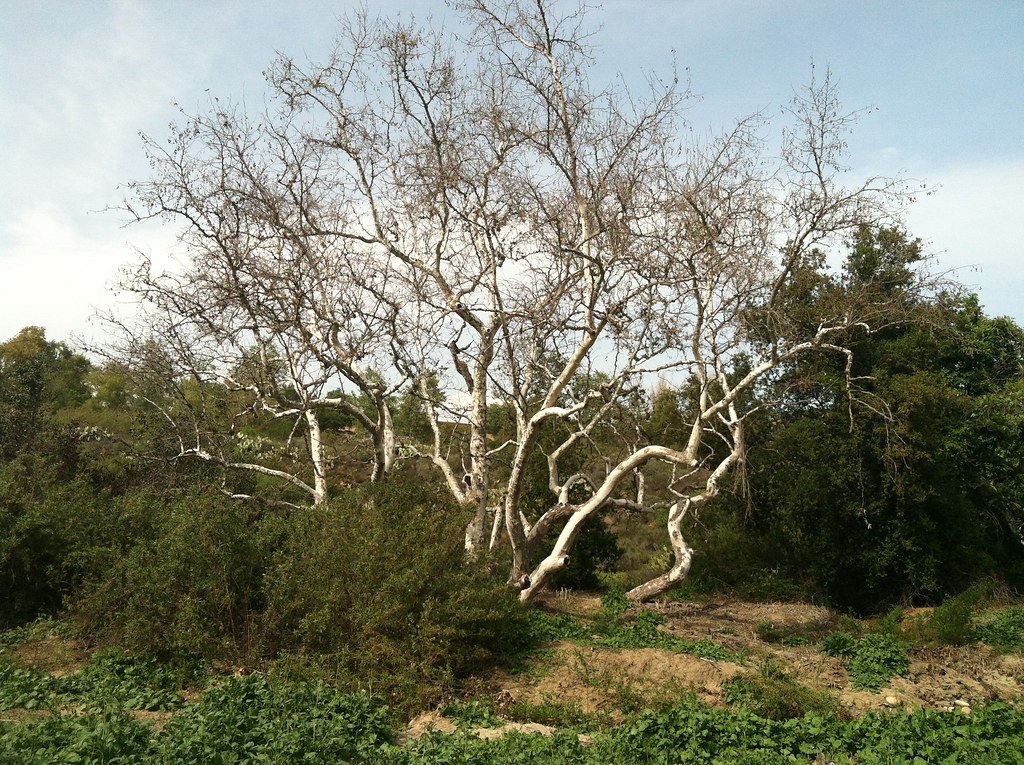 Aliso Creek Riding and Hiking Trail, near 10th Annual Lake Forest Chamber Elf Yourself 5K