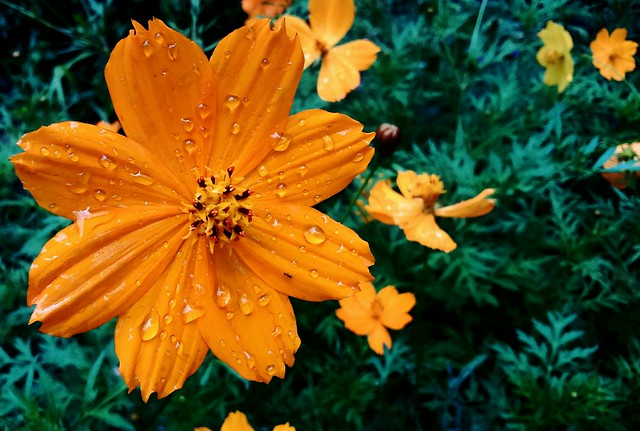 Rain Drops on a Flower
