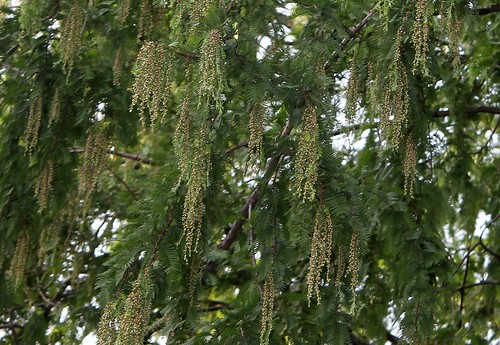 Metasequoia glyptostroboides – métaséquoia du Sichuan  22148155111_3059ca9461