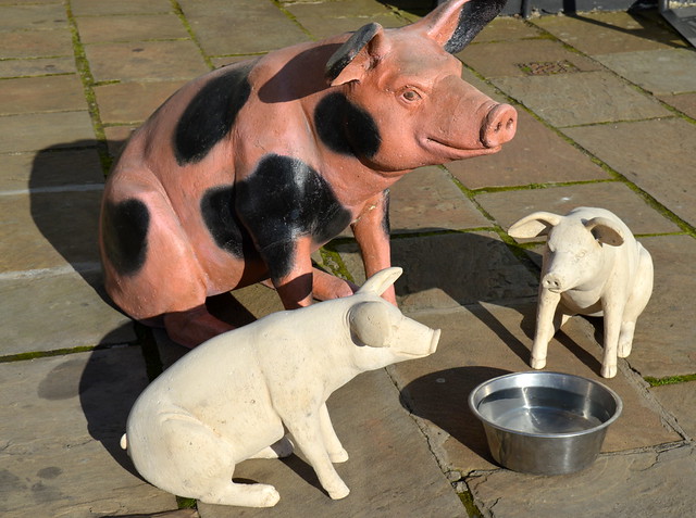 Collection of pigs in Alston, Cumbria