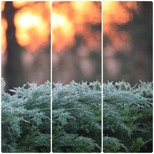 sunrise soleil lumière spruce thuya olibac canoneos500d mmxv
