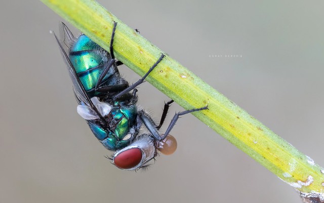Green bottle fly