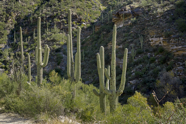 Saguaro cacti in Sabino Canyon Recreation Area, Coronado National Forest, Arizona