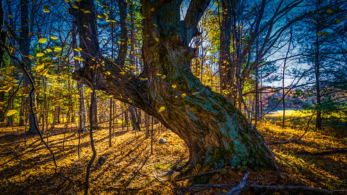indian leelanau portoneida sleepingbear trees maplecity michigan unitedstates autumn