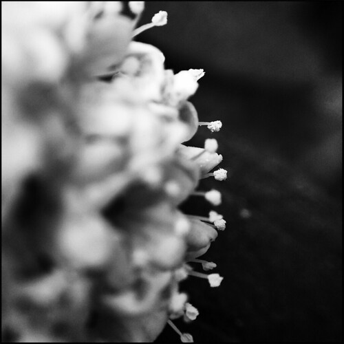 Cluster- BW   - 42/100