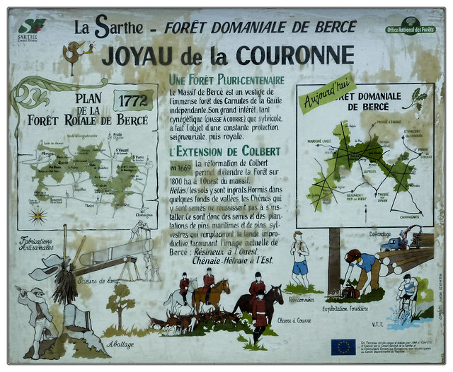 Forêt de Bercé - Sarthe